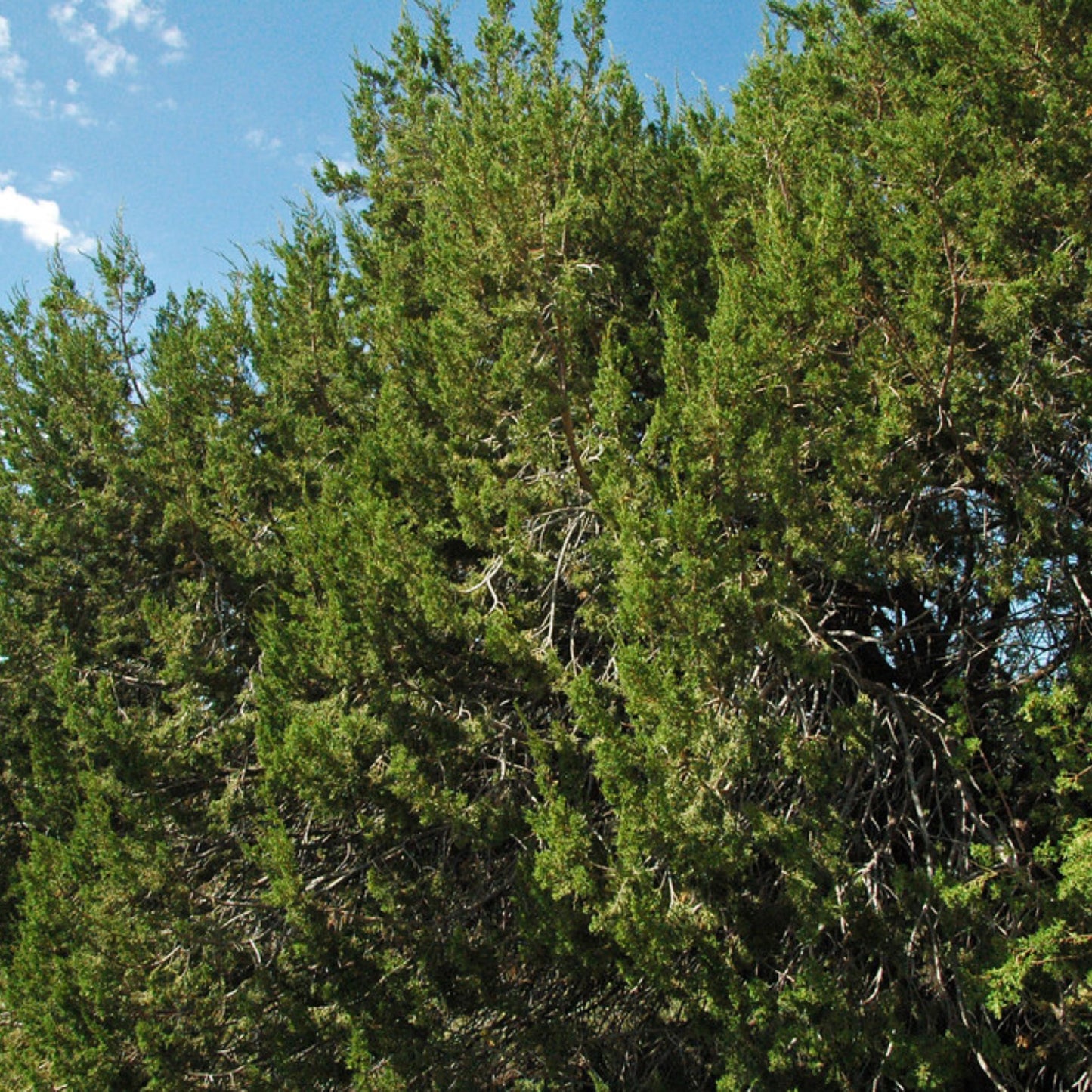 Oneseed Juniper Tree Seeds-(Juniperus monosperma)