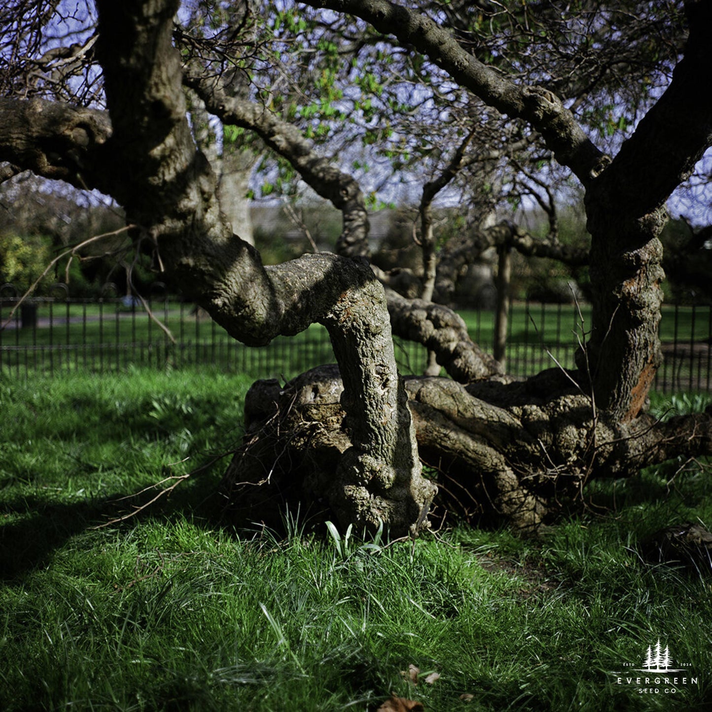 Close-up of twisted mulberry tree roots in a grassy area.