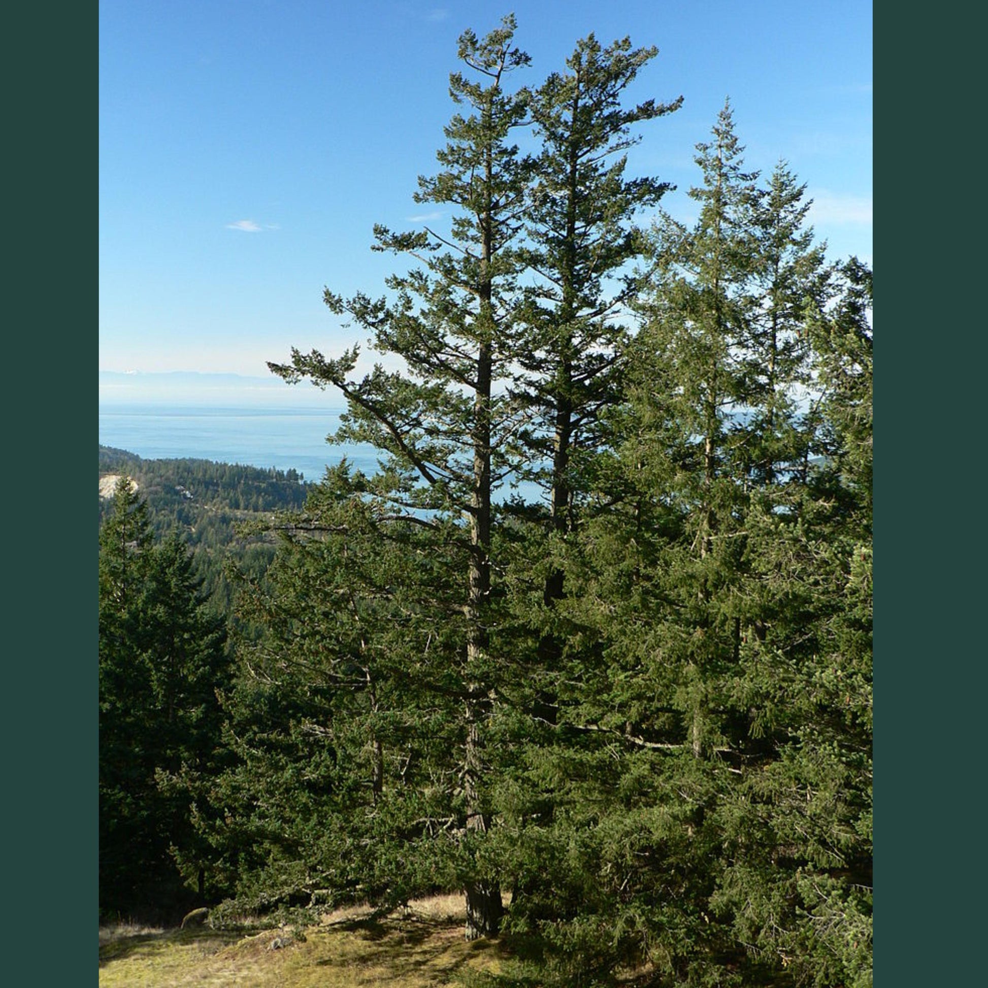 Tall pine trees with a coastal view under a clear blue sky.