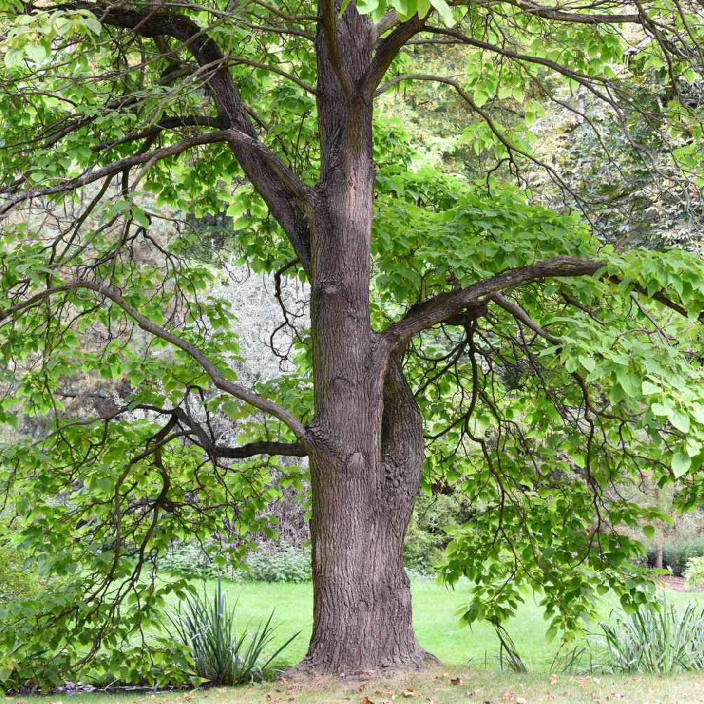 Southern Catalpa Tree Seeds | Indian Bean Tree | (Catalpa bignonioides)