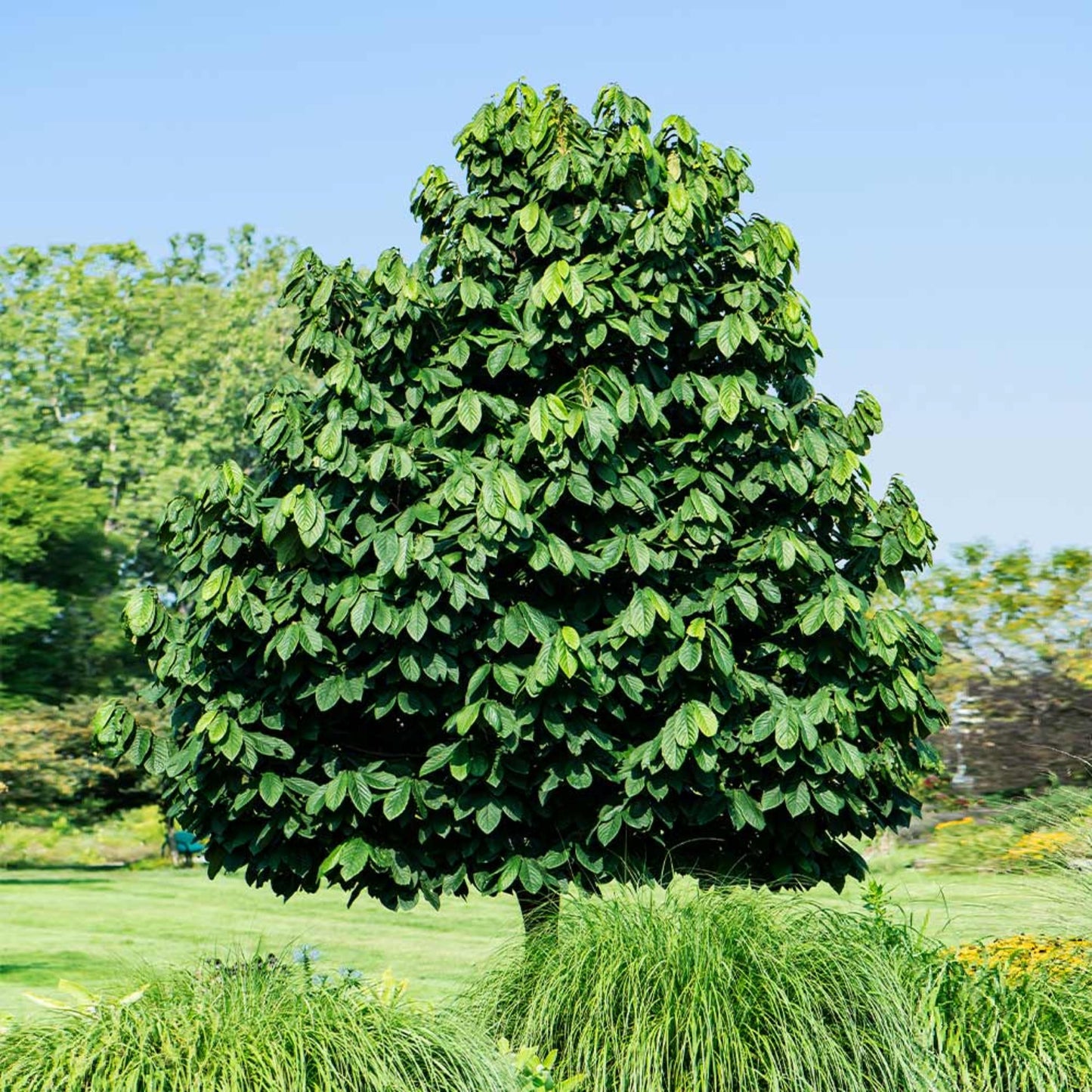 Paw Paw Tree Seeds-(Asimina triloba)