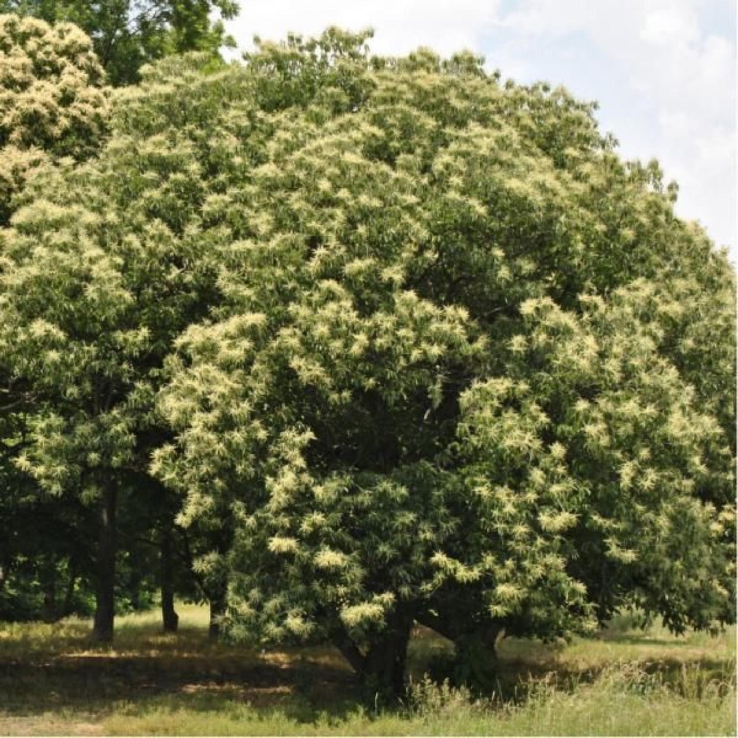 Dunstan Chestnut Seeds | (Castanea dentata × Castanea mollissima)