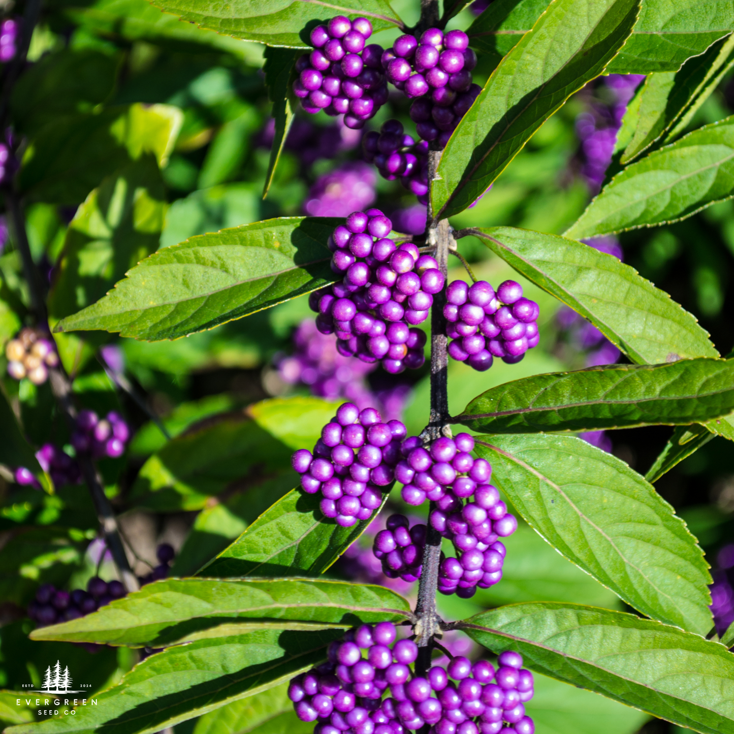 American Beautyberry Seeds (Callicarpa americana)