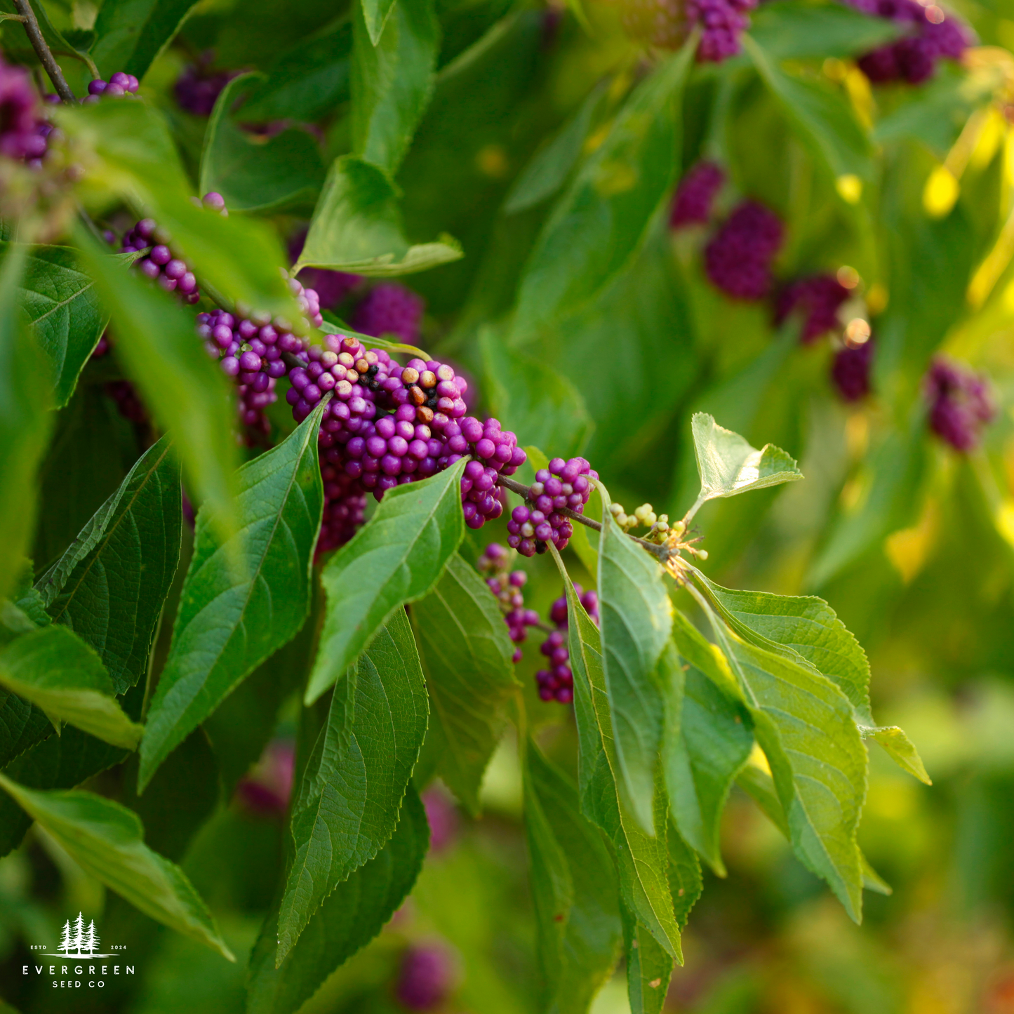 American Beautyberry Seeds (Callicarpa americana)