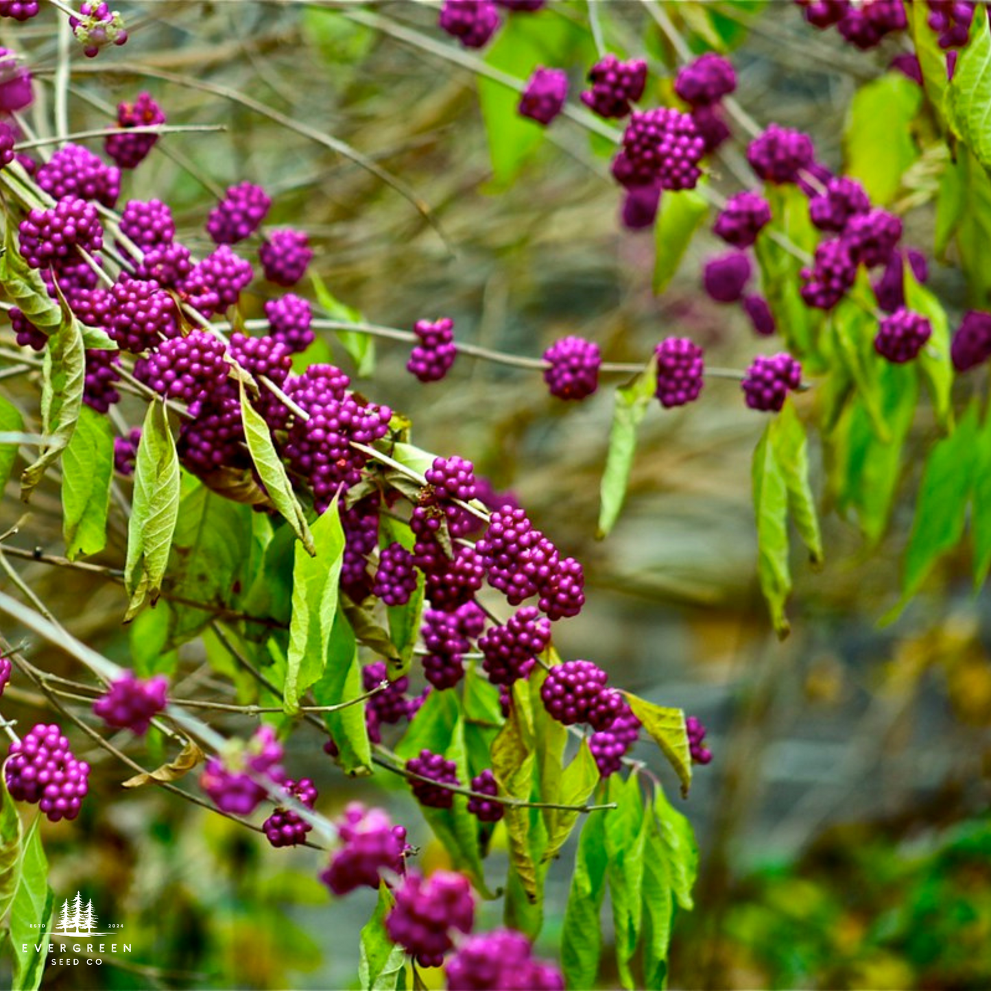American Beautyberry Seeds (Callicarpa americana)