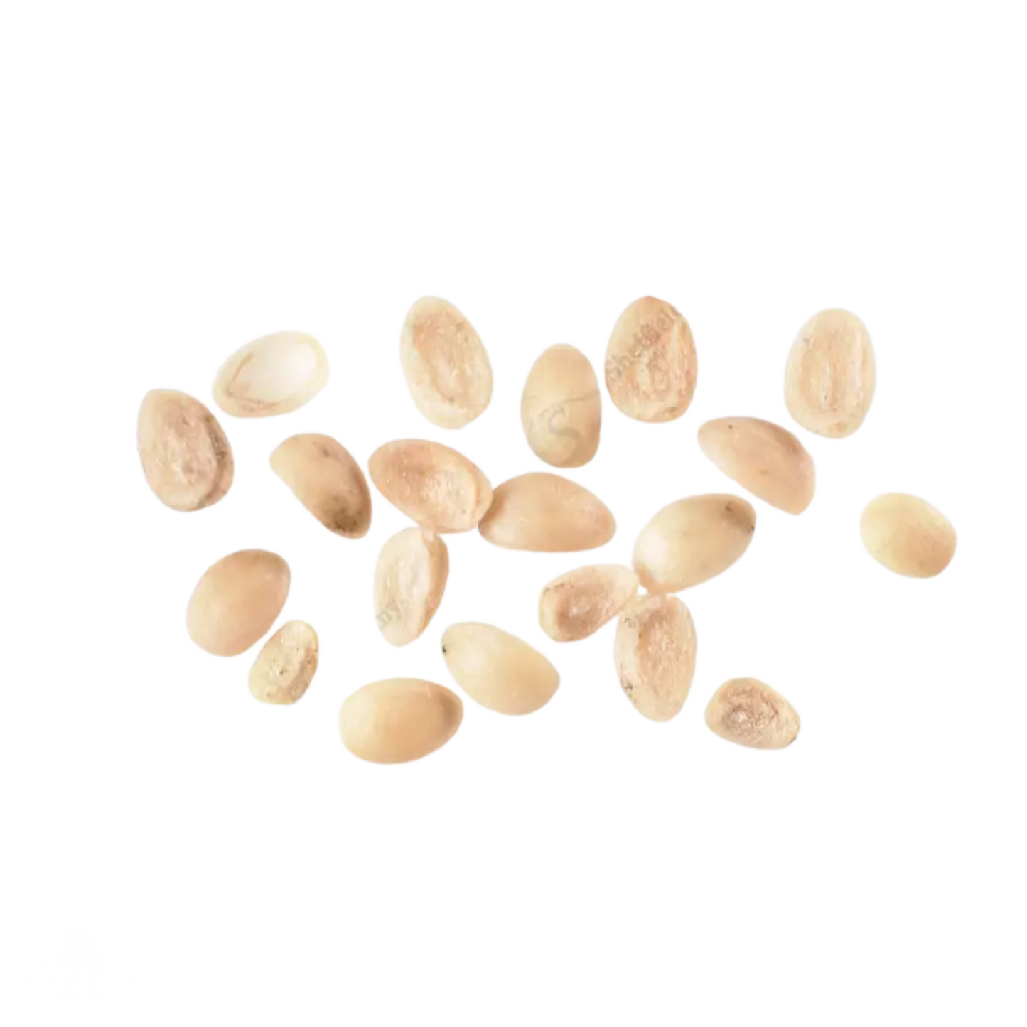 American Beautyberry Seeds (Callicarpa americana)