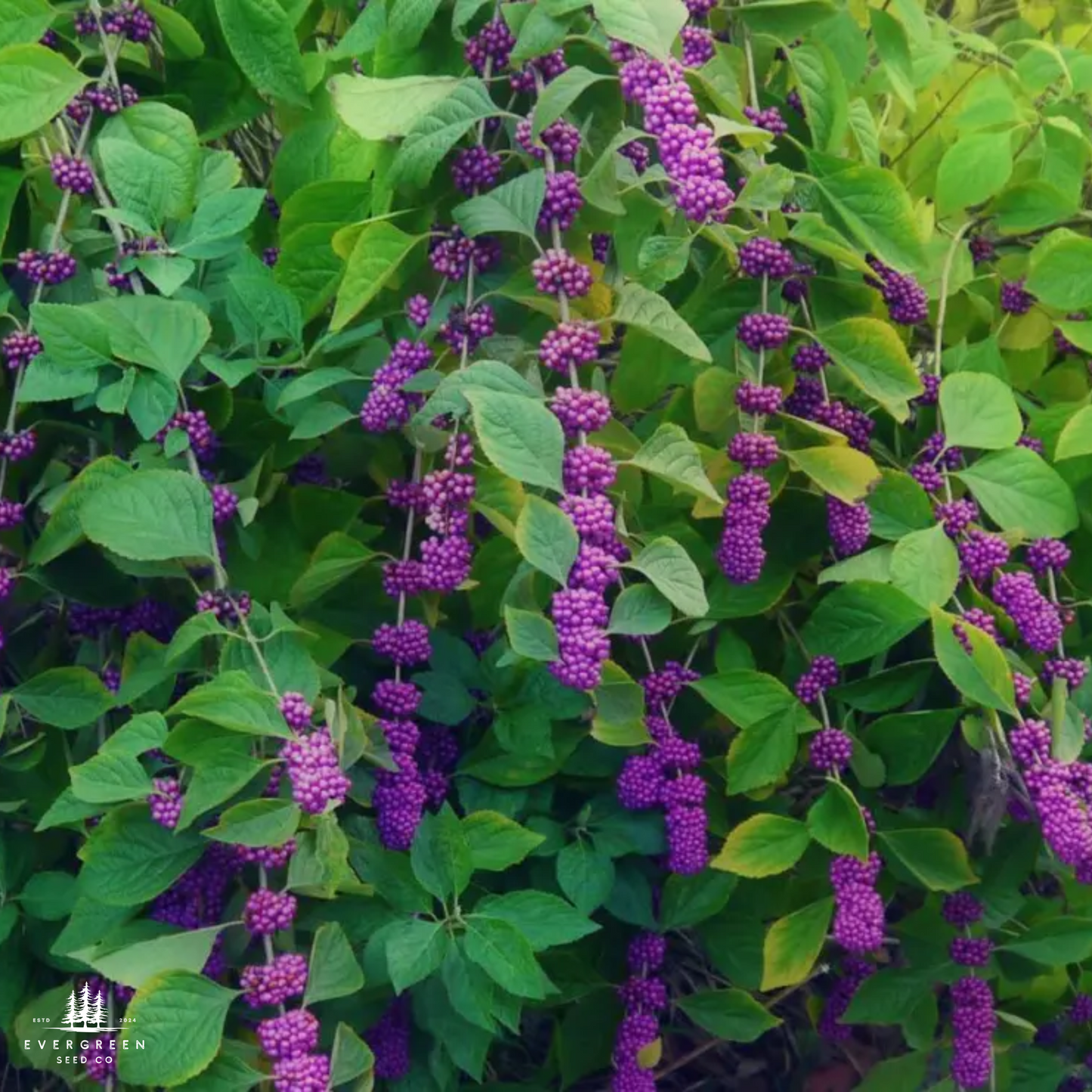 American Beautyberry Seeds (Callicarpa americana)