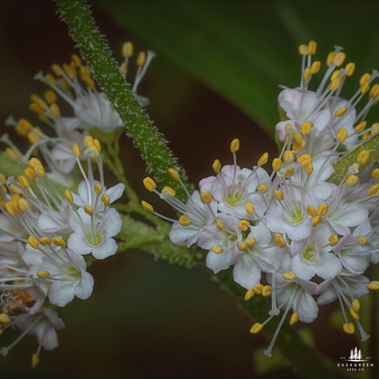 American Beautyberry Seeds (Callicarpa americana)