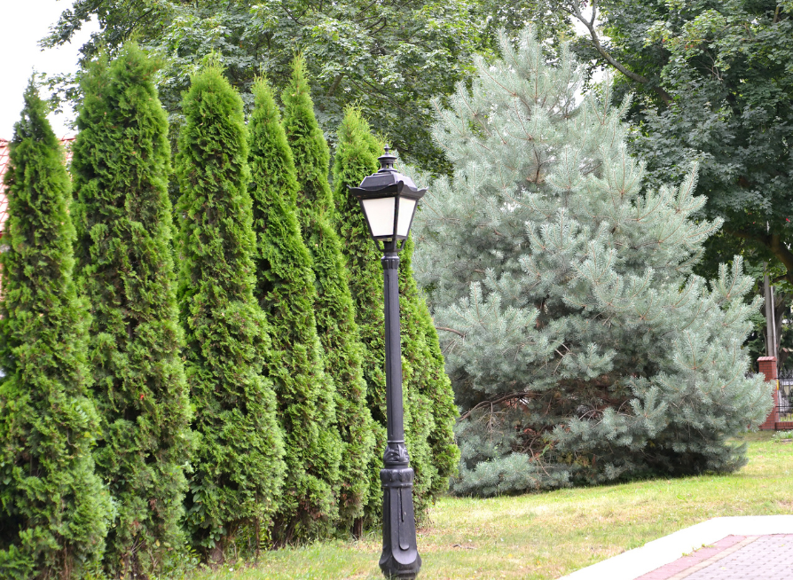 Mature American Arborvitae hedge bordering a roadway
