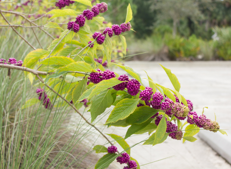 American Beautyberry Seeds | Beautyberry | (Callicarpa americana)