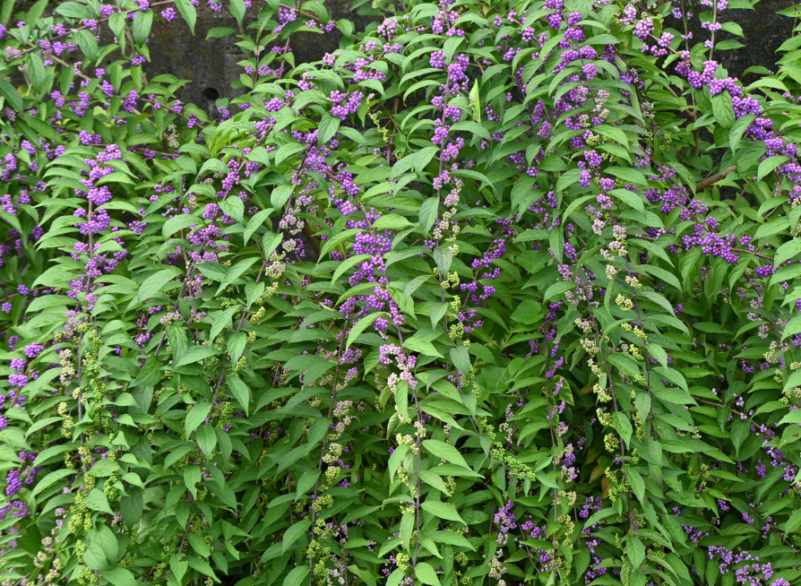 Purple Beautyberry Tree Seeds | Japanese Beautyberry | (Callicarpa dichotoma)