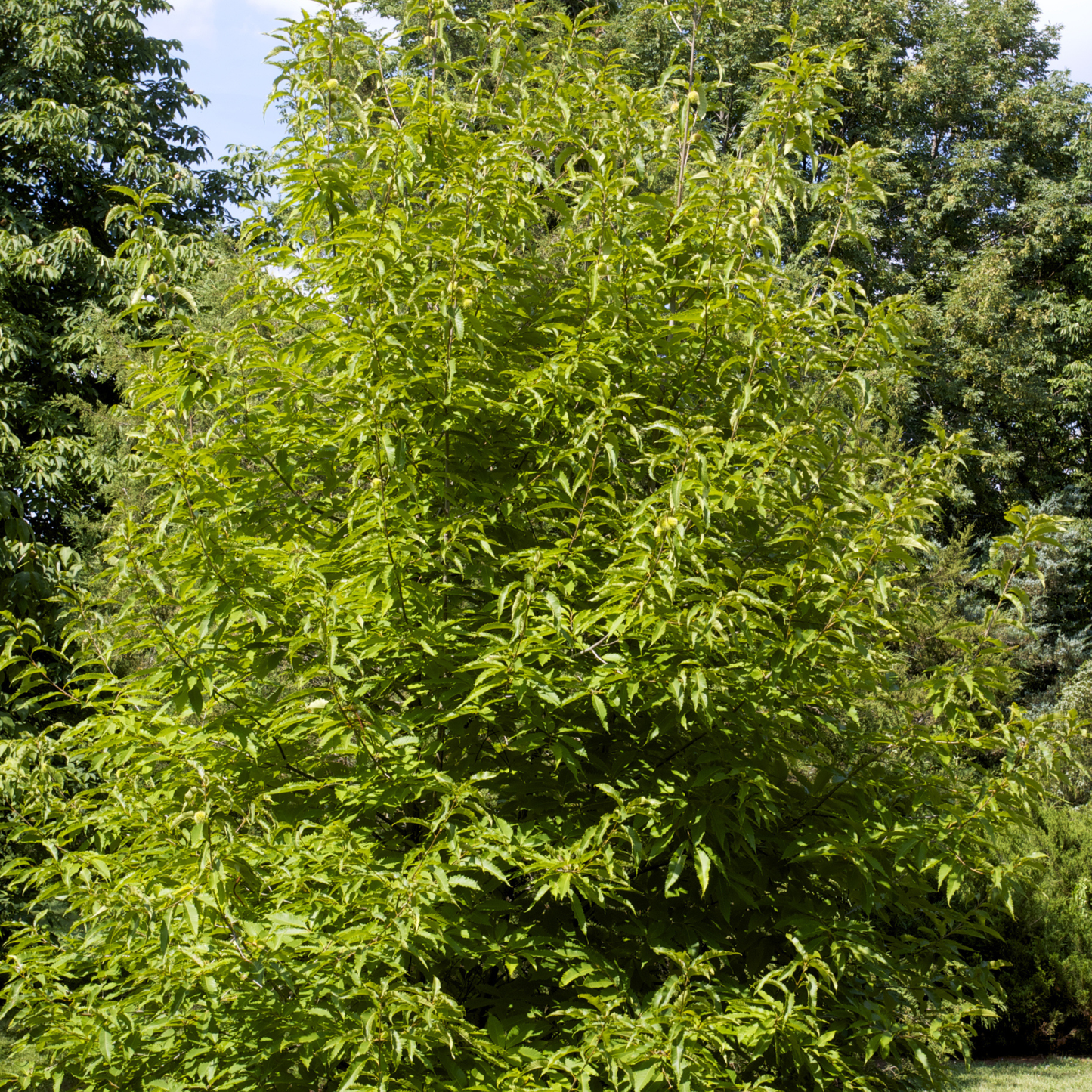 American x Chinese Hybrid Chestnut Tree Seeds | Hybrid Chestnut | (Castanea dentata var. x mollissima)