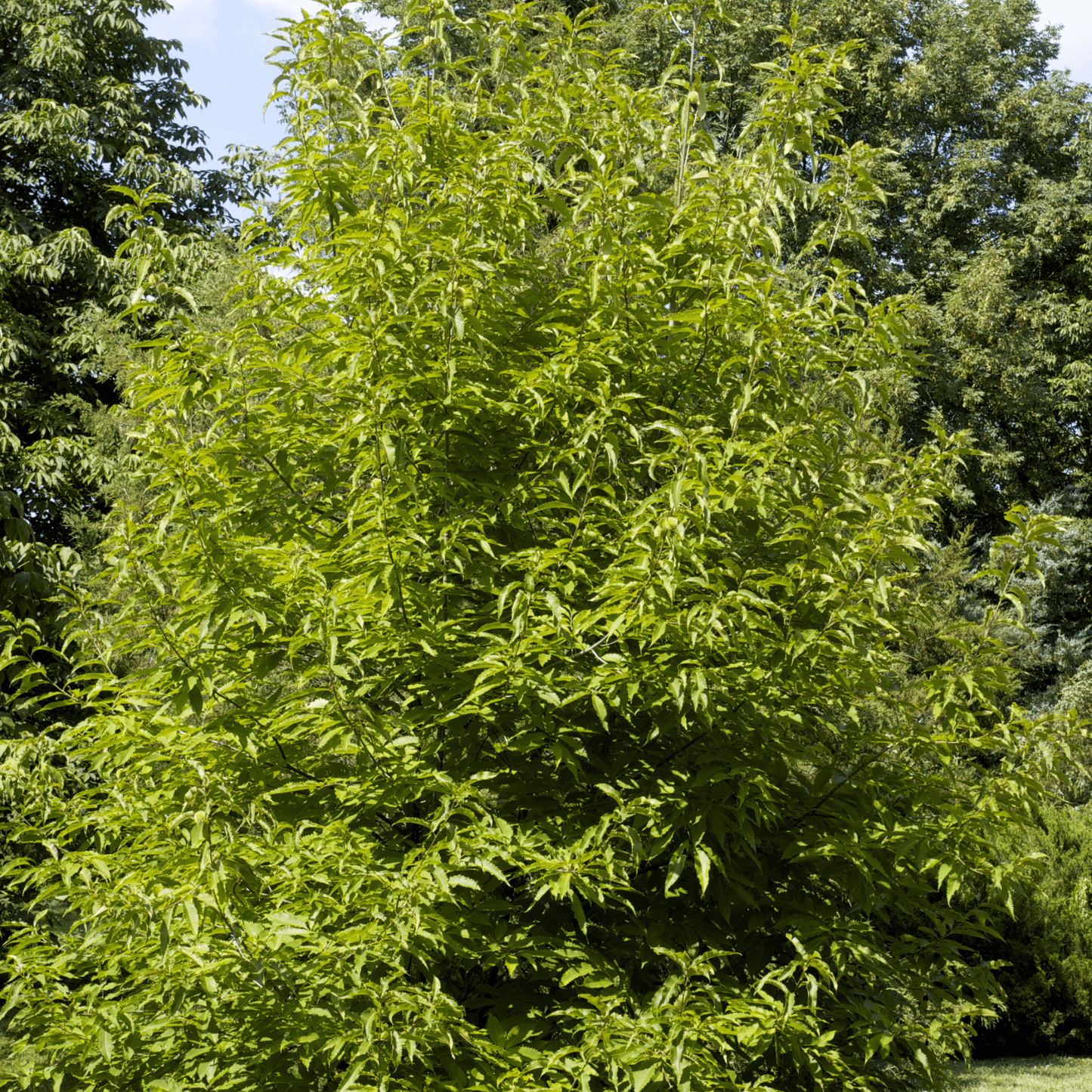 Mature American x Chinese hybrid chestnut tree