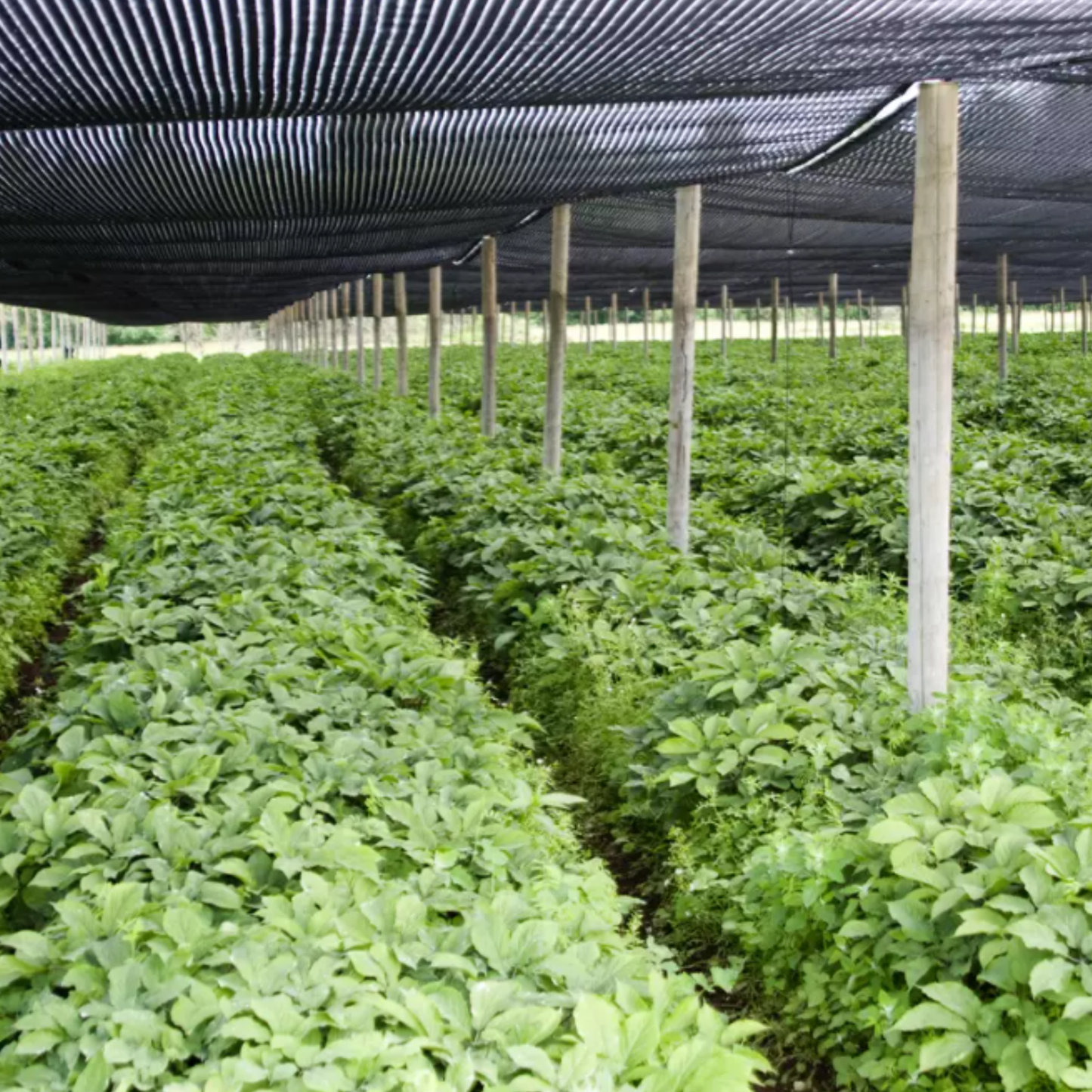 American Ginseng Seeds | (Panax quinquefolius)