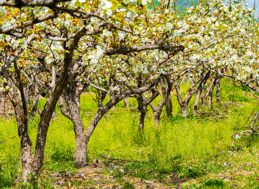 Rows of Asian pear trees growing in an orchard