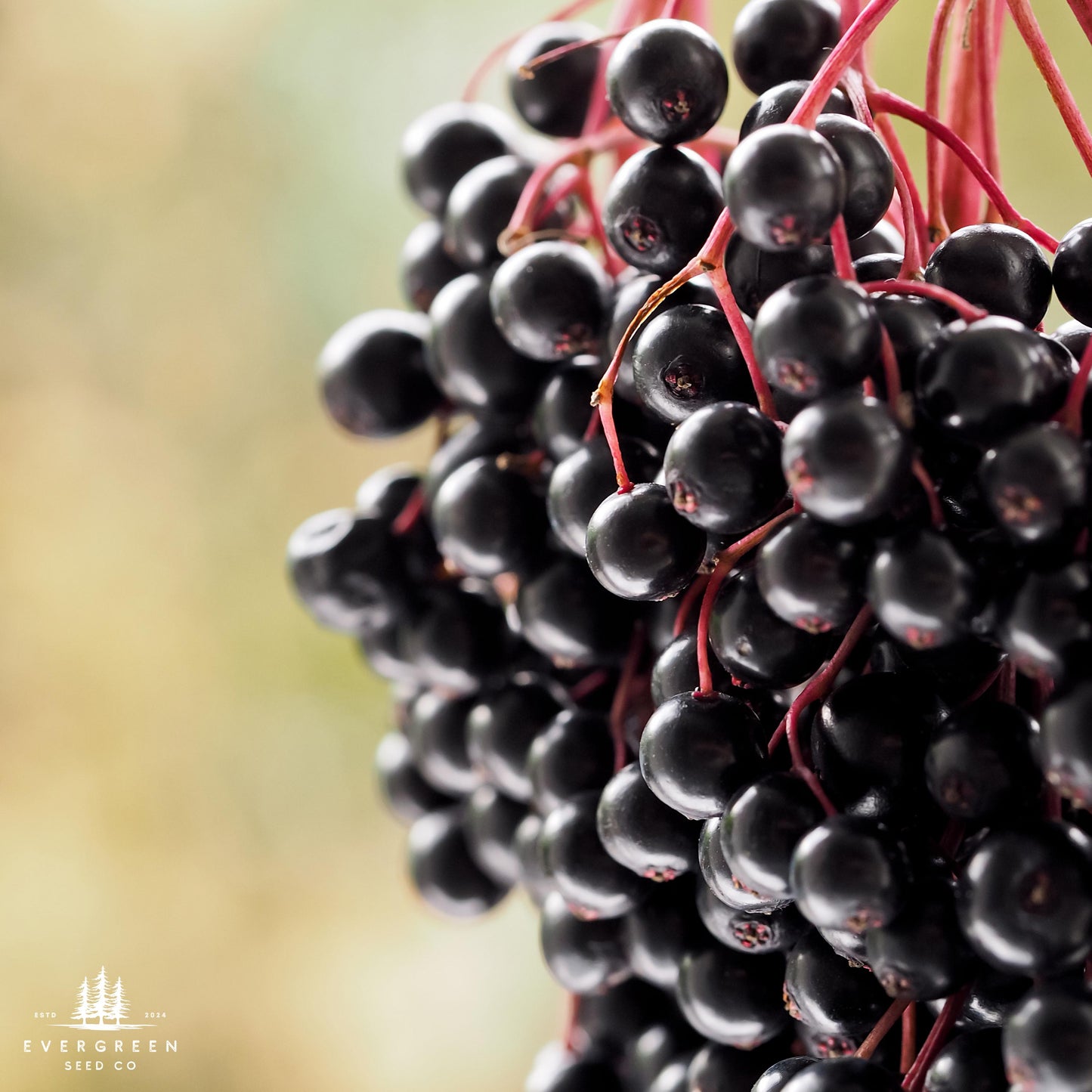 Cluster of dark purple-black elderberries on a shrub in an outdoor setting.