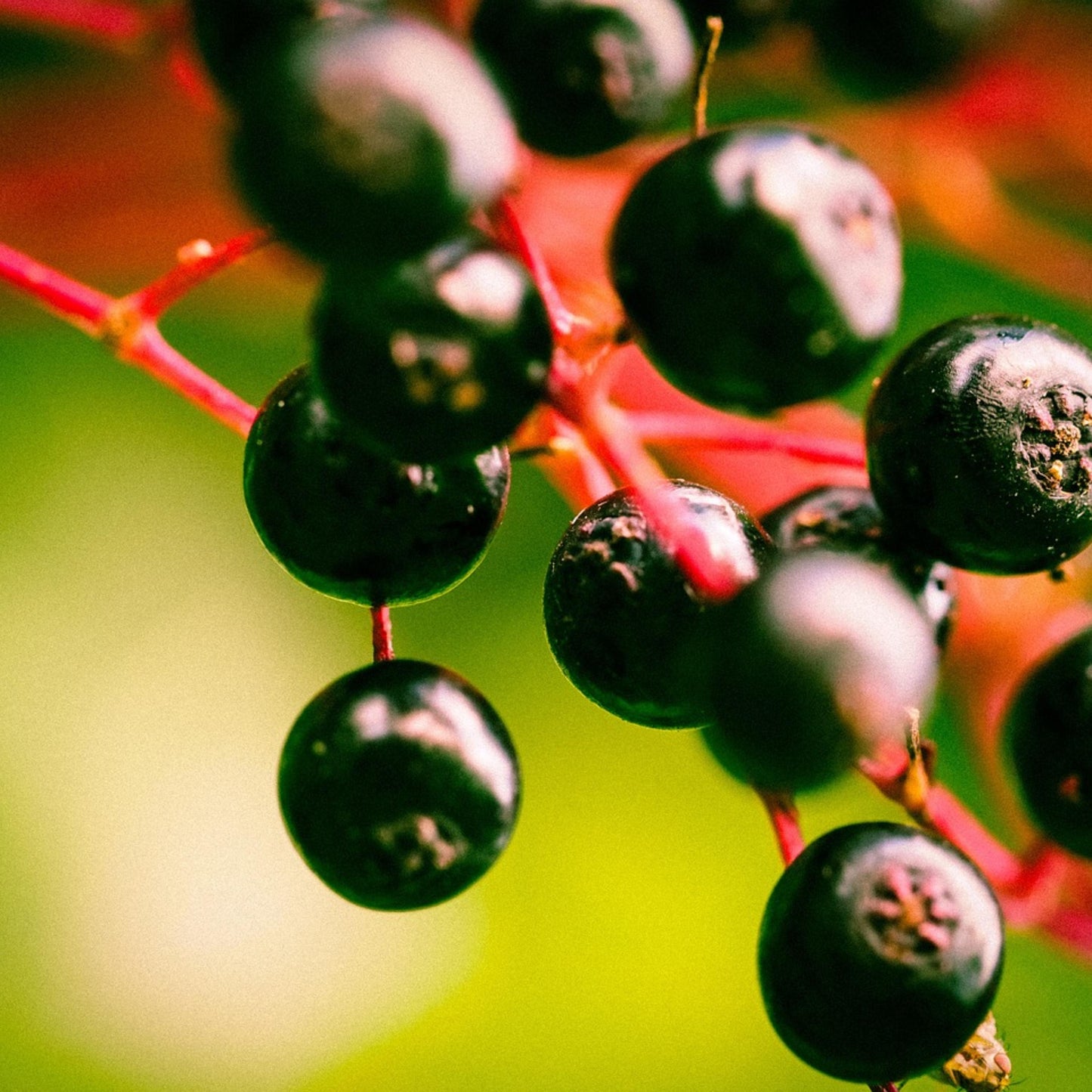 Close-up of black Elderberries on a branch with a blurred background.