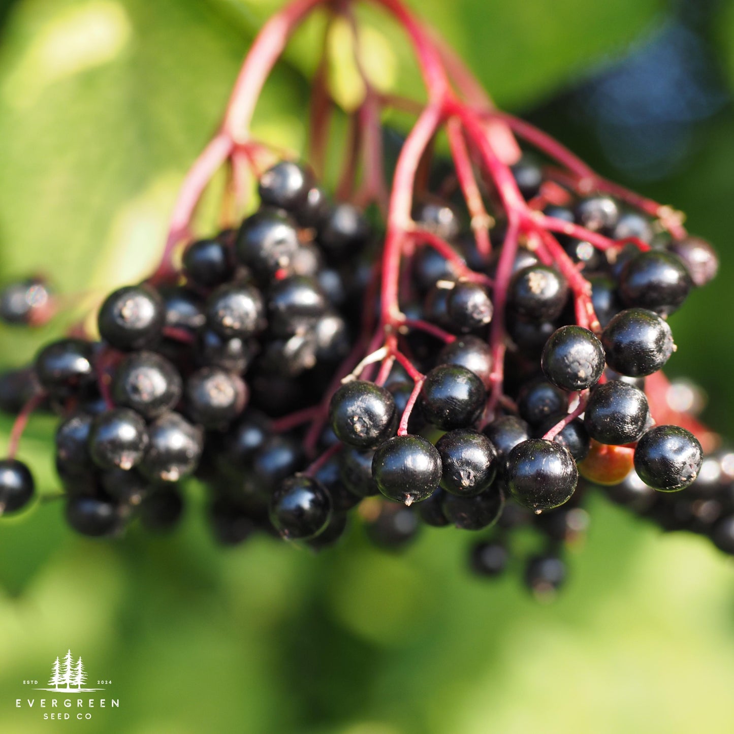 Close-up of a cluster of black elderberries with a blurred green background.