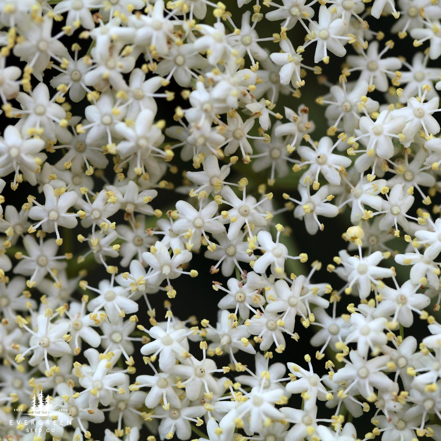 Close-up of white elderberry flowers with yellow centers.