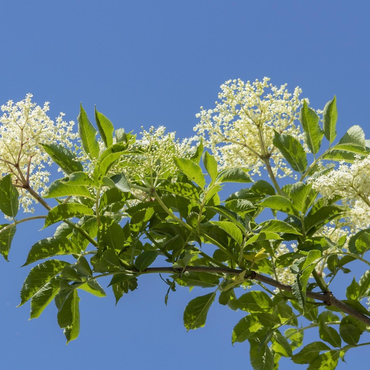 Tree branch with green leaves and white Black Elverberry flowers against a clear blue sky.