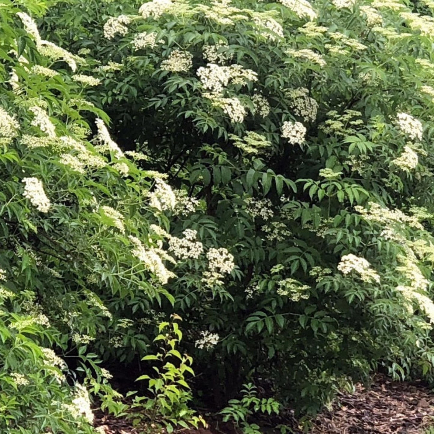 dense green Black Elderberry foliage with white flowers
