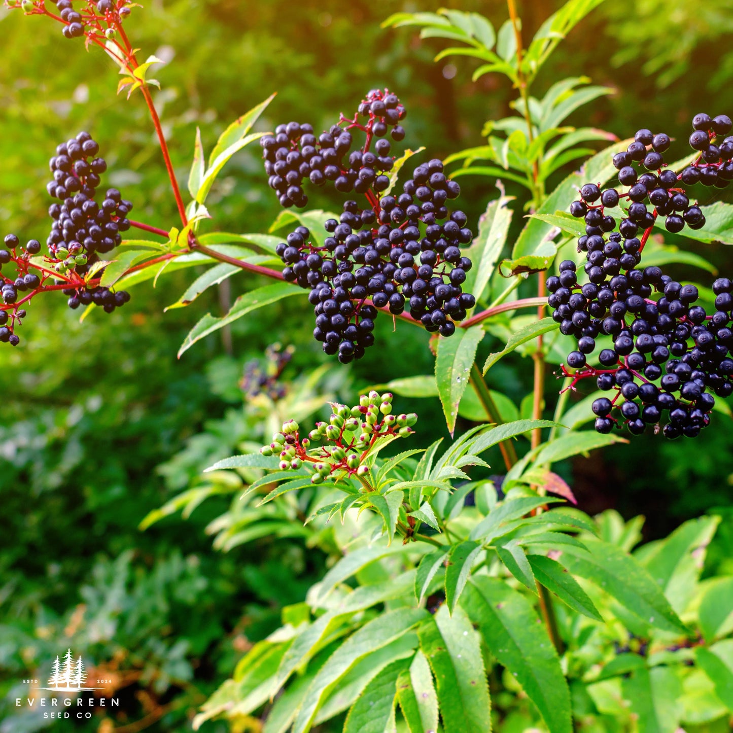 Close-up of dark purple elderberries on a green plant.