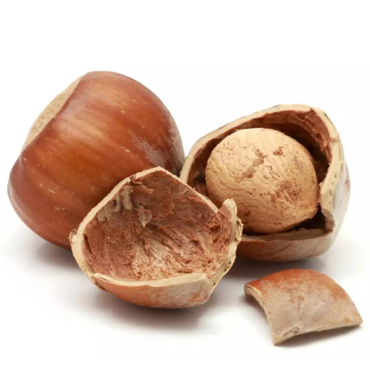American Hazelnut seeds with one seed partially peeled, showing the nut inside. The seeds are brown and have a smooth texture.