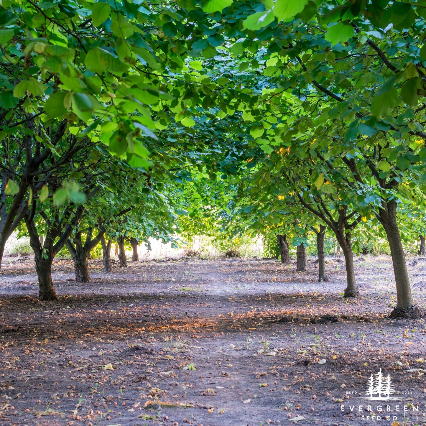American Hazelnut Tree-lined path in a forest with fallen leaves on the ground.