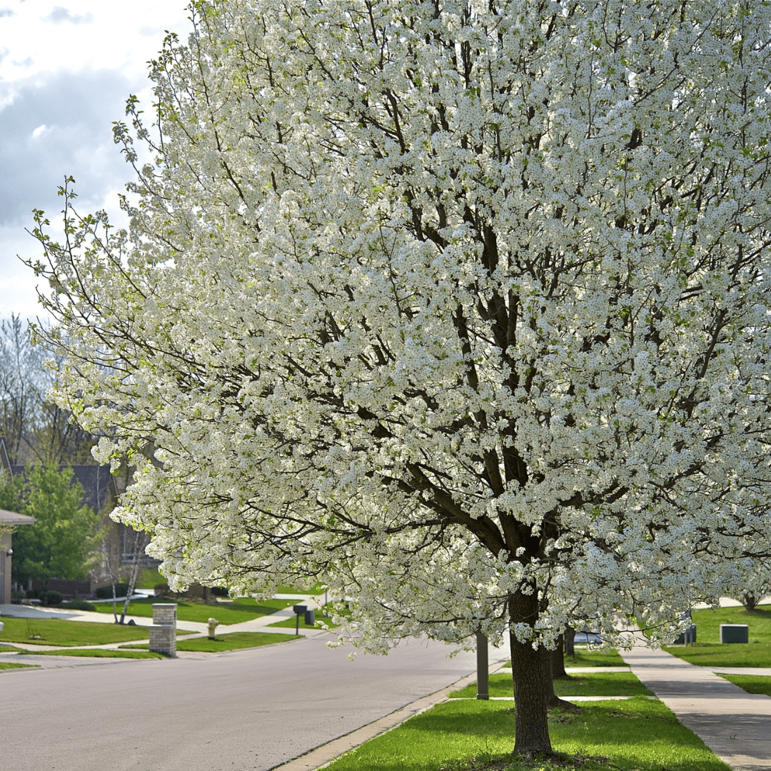 Blossoming American Plum tree in a suburban neighborhood with houses and lawns in the background.