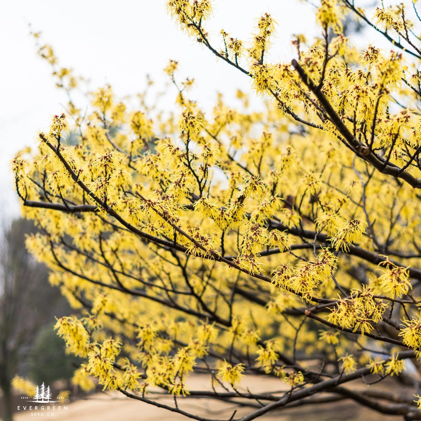 Close-up of yellow american witch hazel tree flower blossoms on tree branches.