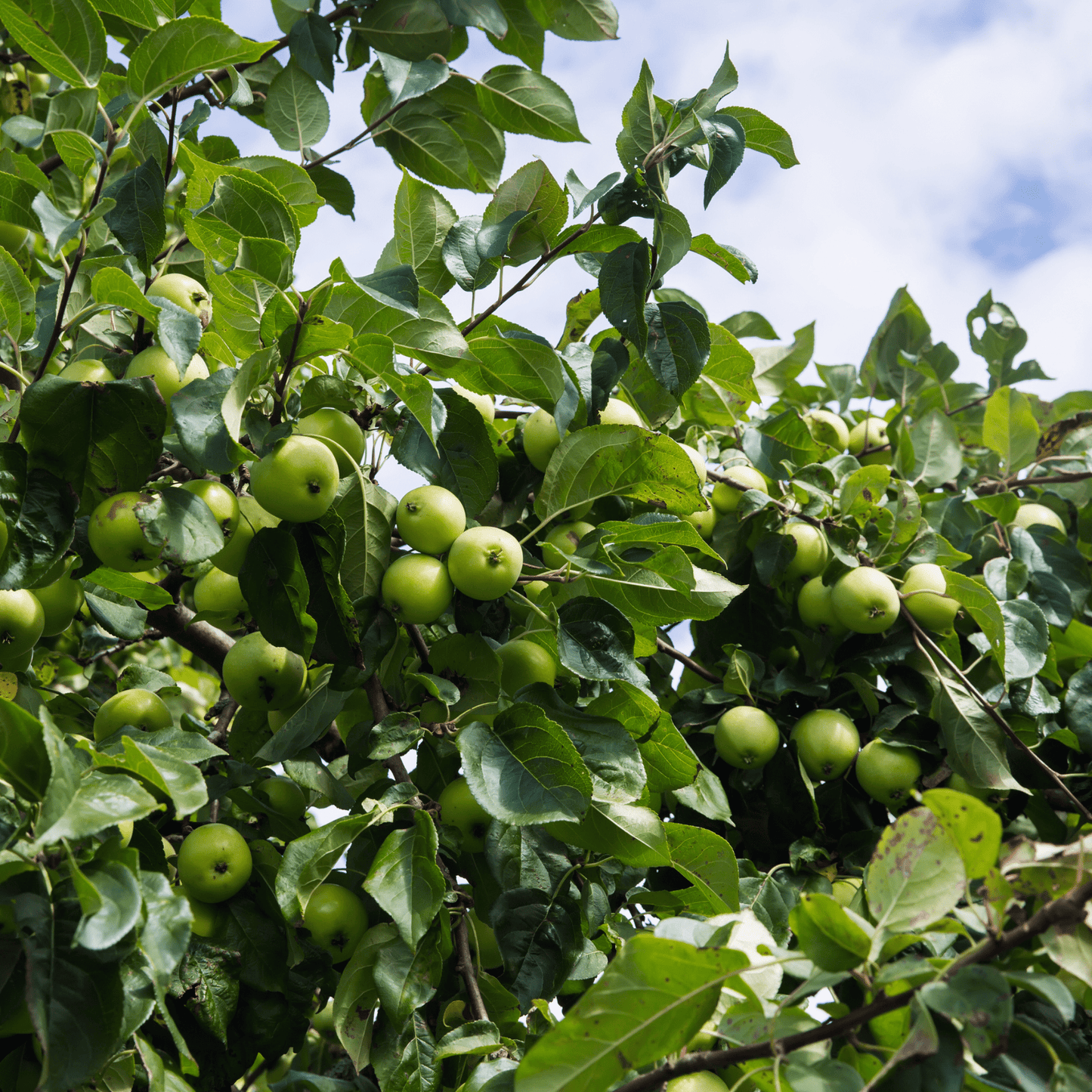 Antonovka Apple Tree Seeds | (Malus pumila ‘Antonovka’)