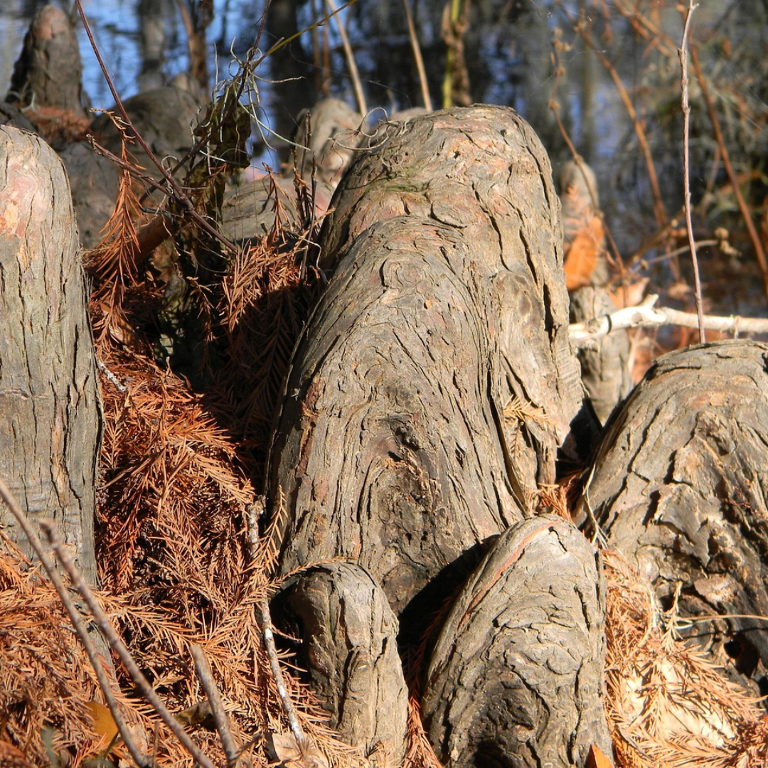 Bald Cypress Tree Seeds -(Taxodium distichum)