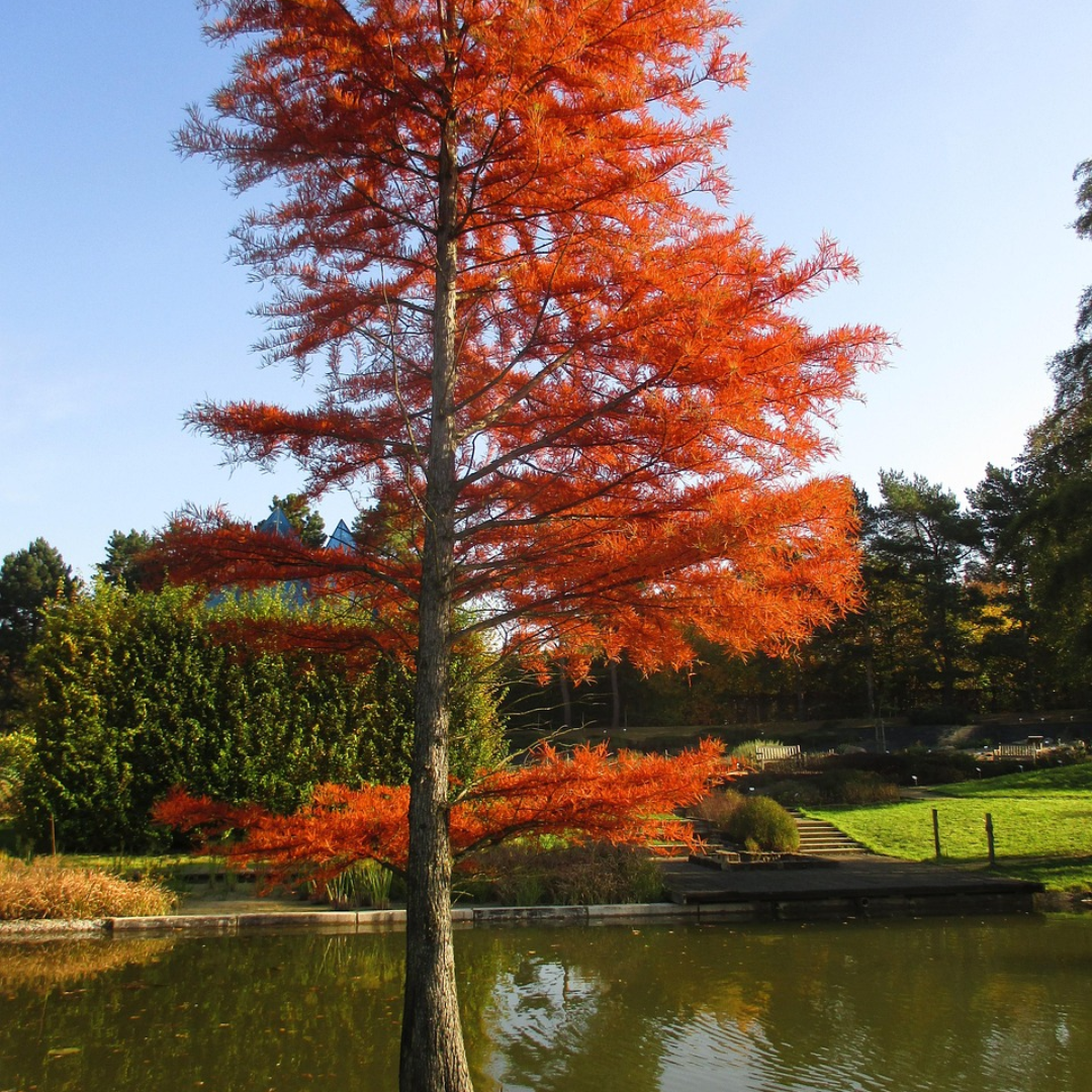 Bald Cypress Tree Seeds -(Taxodium distichum)