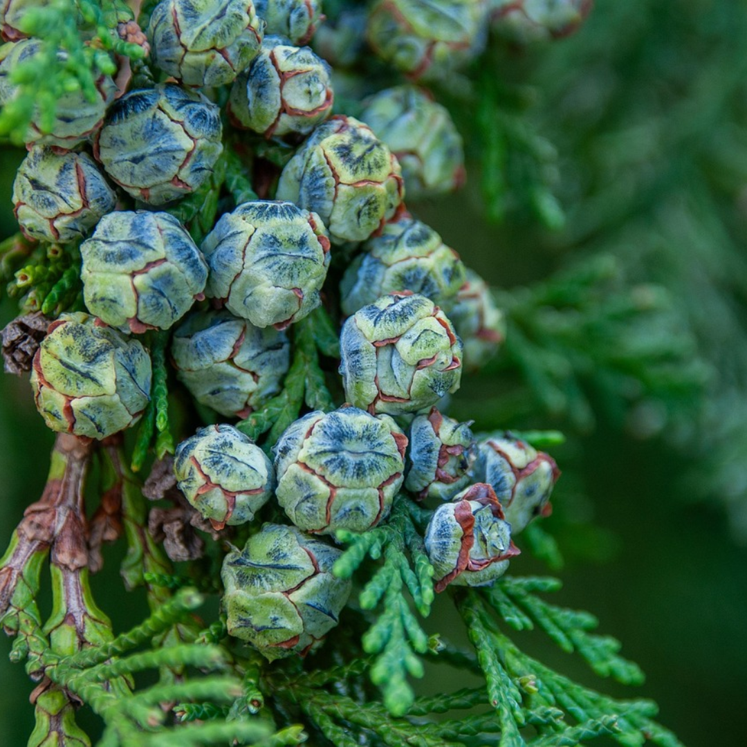 Bald Cypress Tree Seeds -(Taxodium distichum)