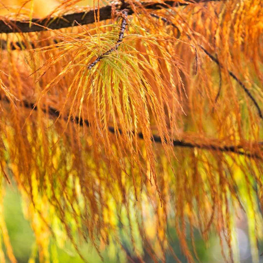 Bald Cypress Tree Seeds -(Taxodium distichum)