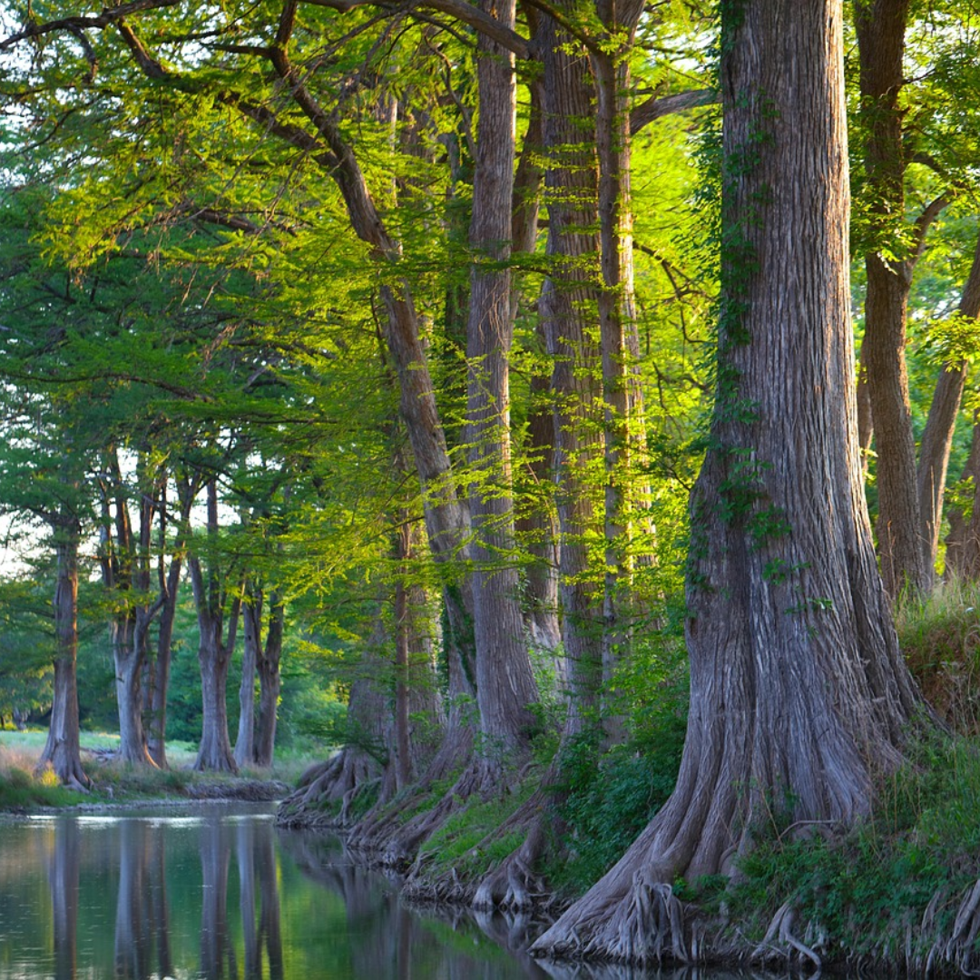 Bald Cypress Tree Seeds -(Taxodium distichum)