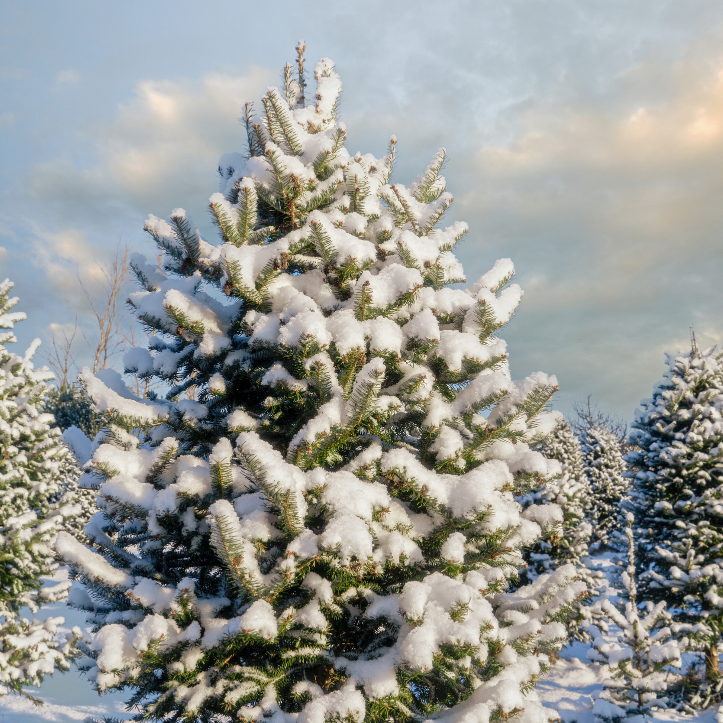 Balsam Fir Tree Seeds – (Abies balsamea)