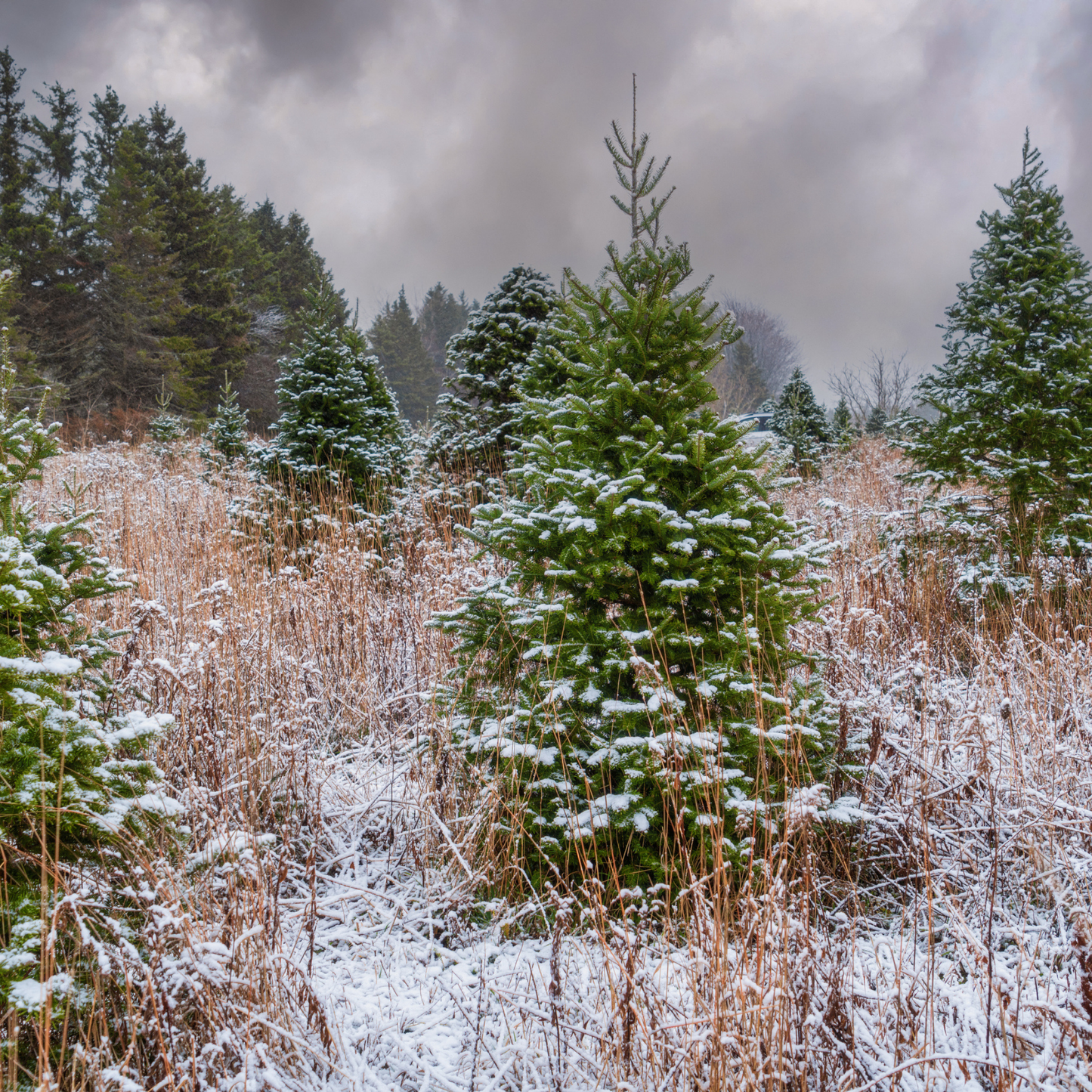Balsam Fir Tree Seeds – (Abies balsamea)