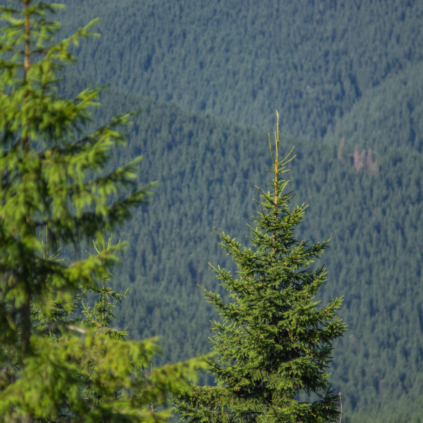 Balsam Fir Tree Seeds – (Abies balsamea)