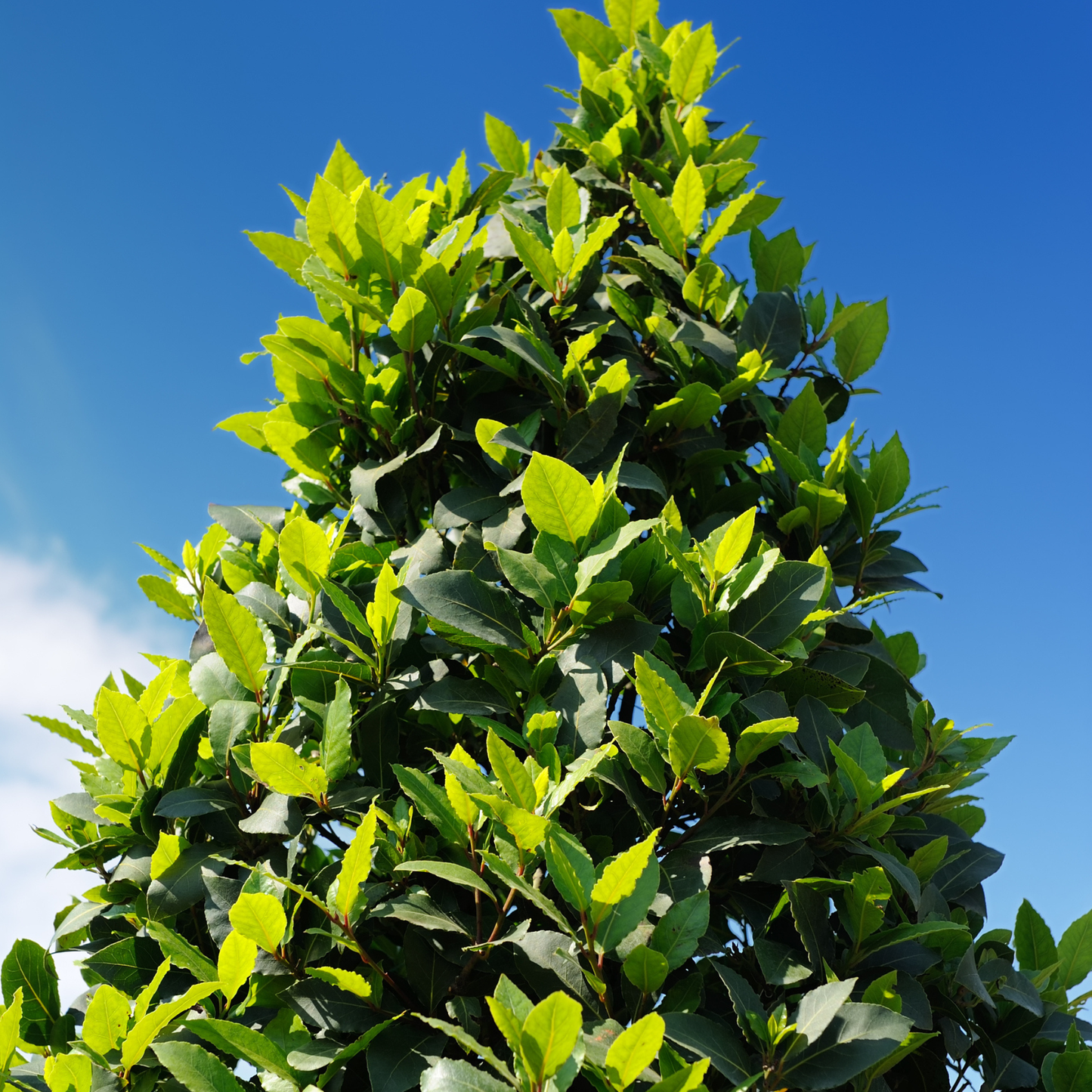 Bay Laurel Tree Seeds | Sweet Bay | (Laurus nobilis)
