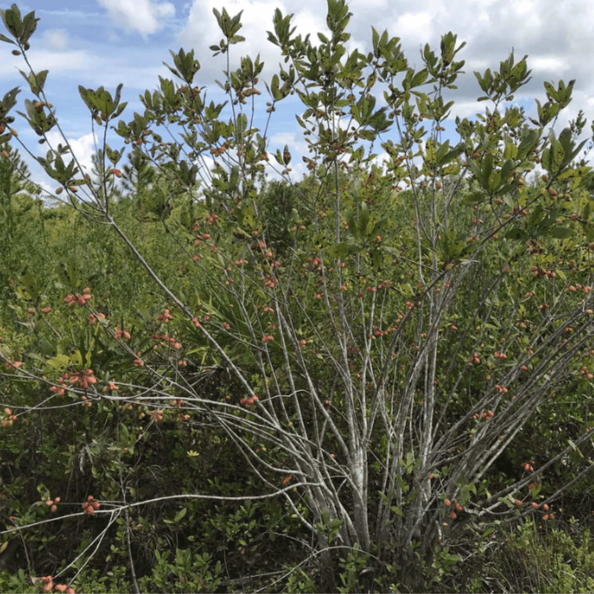 Bee Tupelo Tree Seeds | Ogeechee Lime | Sour Tupelo | (Nyssa ogeche)