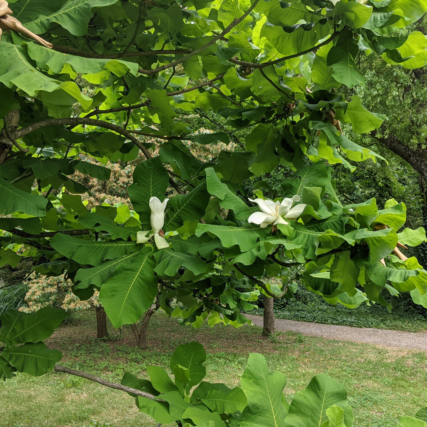 Bigleaf Magnolia Tree Seeds | Large-Leaved Cucumber Tree | (Magnolia macrophylla)