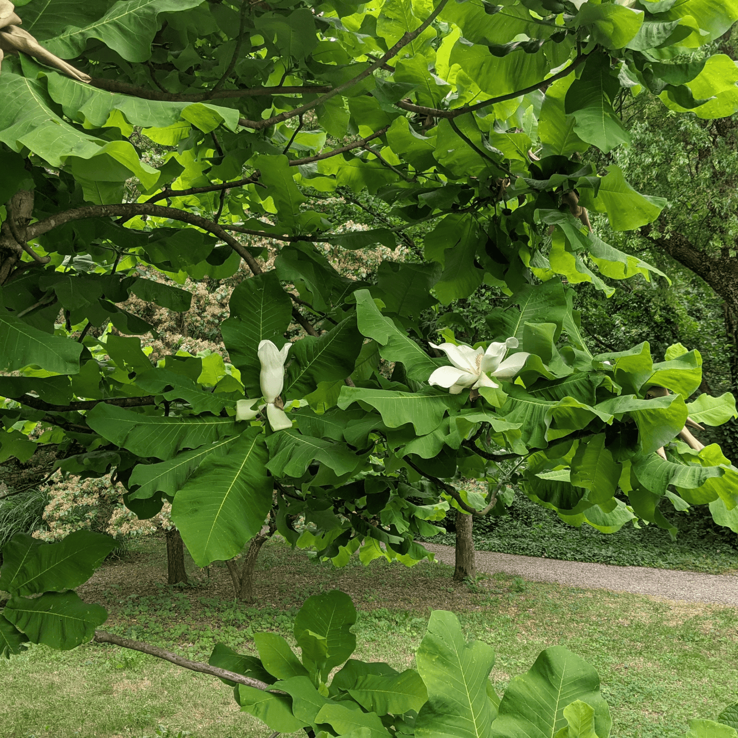 Bigleaf Magnolia growing in a shaded woodland setting
