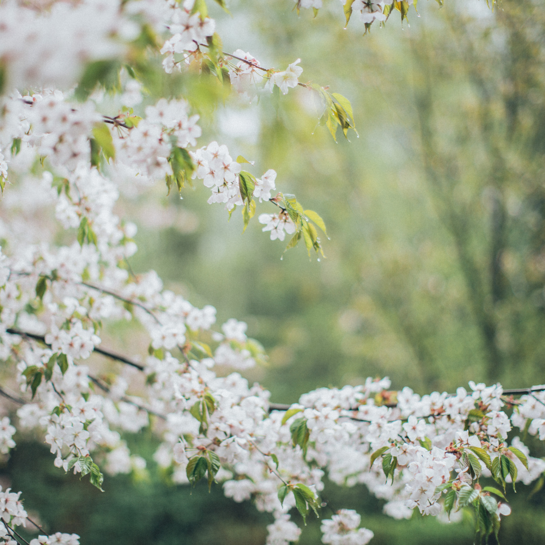 Black Cherry Tree Seeds – (Prunus serotina)
