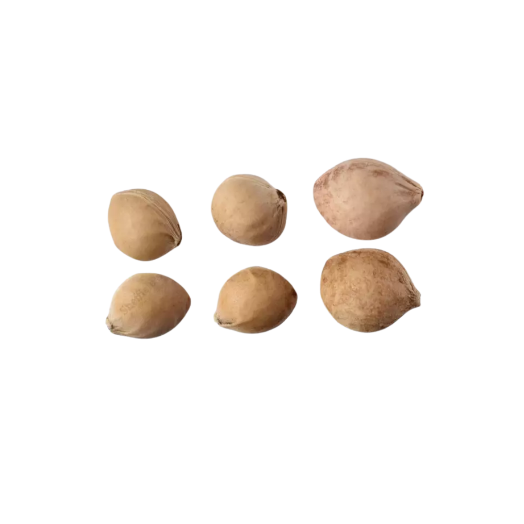 Black Cherry Tree Seeds – (Prunus serotina)