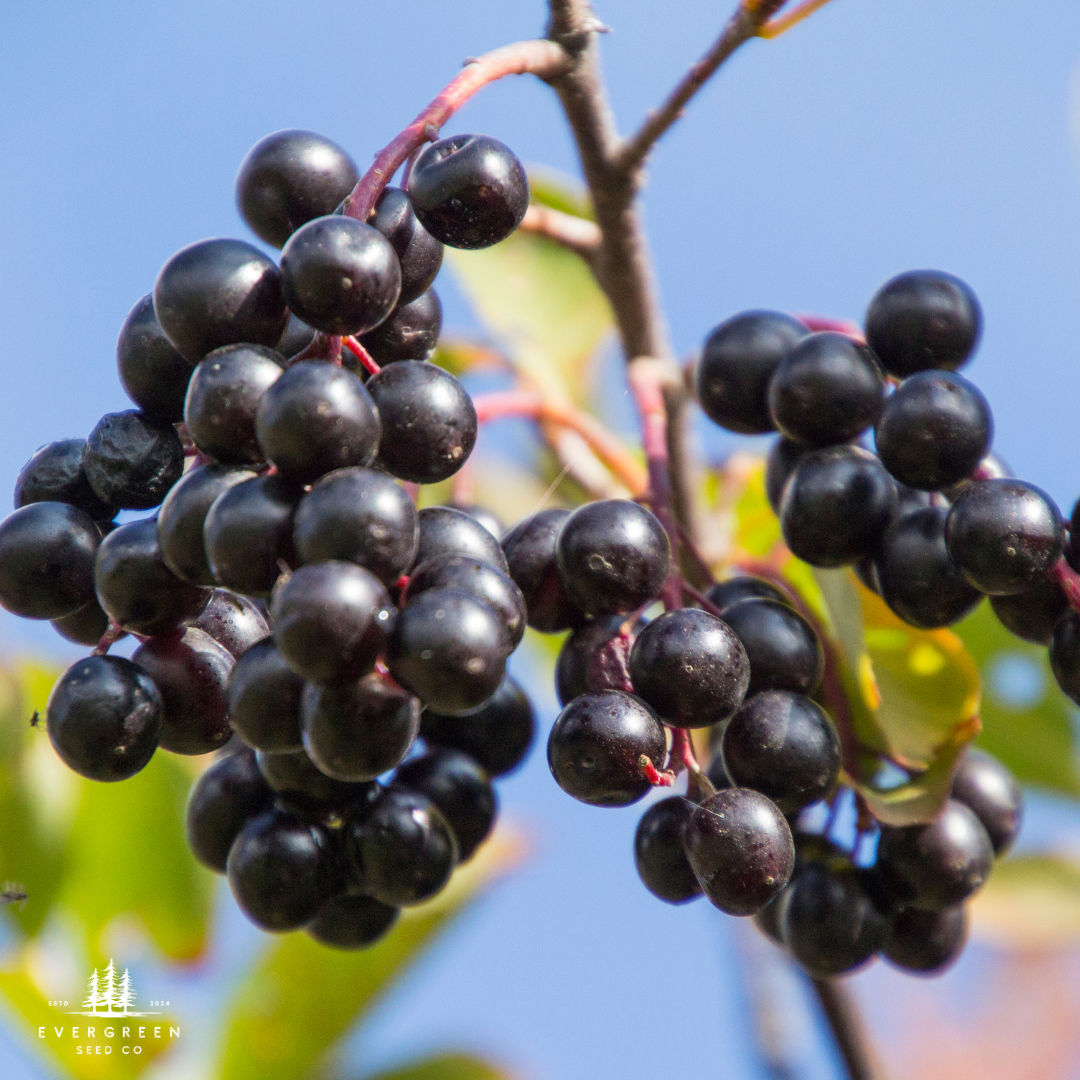 Black Cherry Tree Seeds – (Prunus serotina)