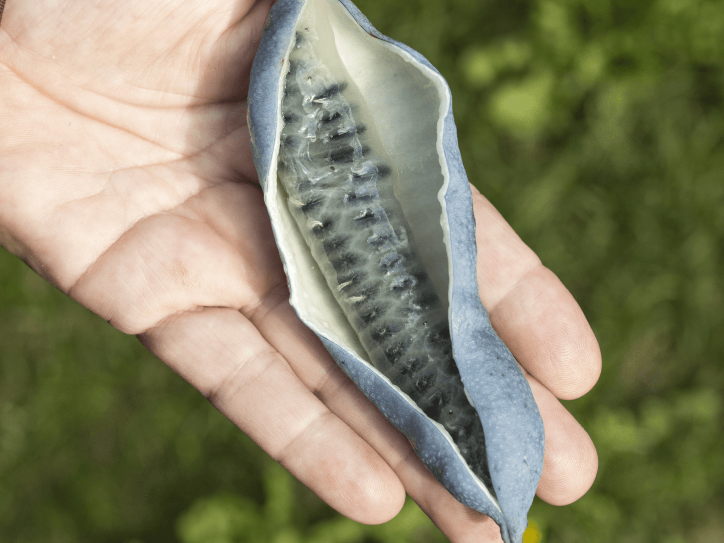 Blue Sausage Fruit Seeds | Dead Man’s Fingers | (Decaisnea fargesii)