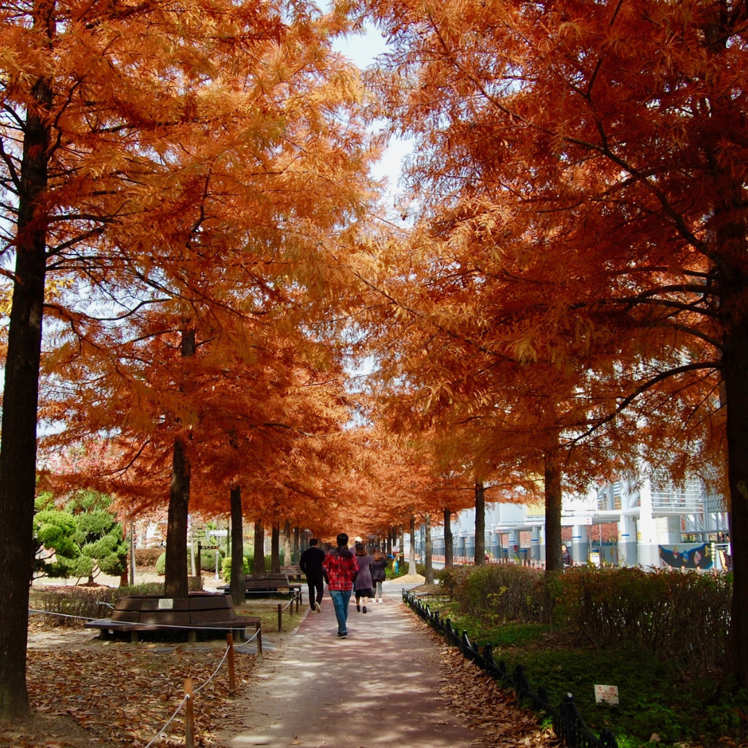 People walking under orange autumn Bald Cypress trees in a park.