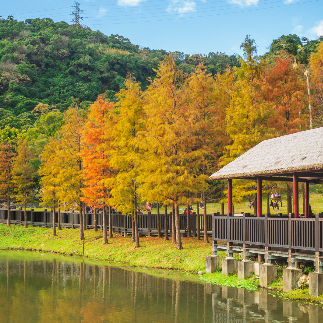 Autumn scenery with colorful Bald Cypress trees and a wooden pavilion by a lake.