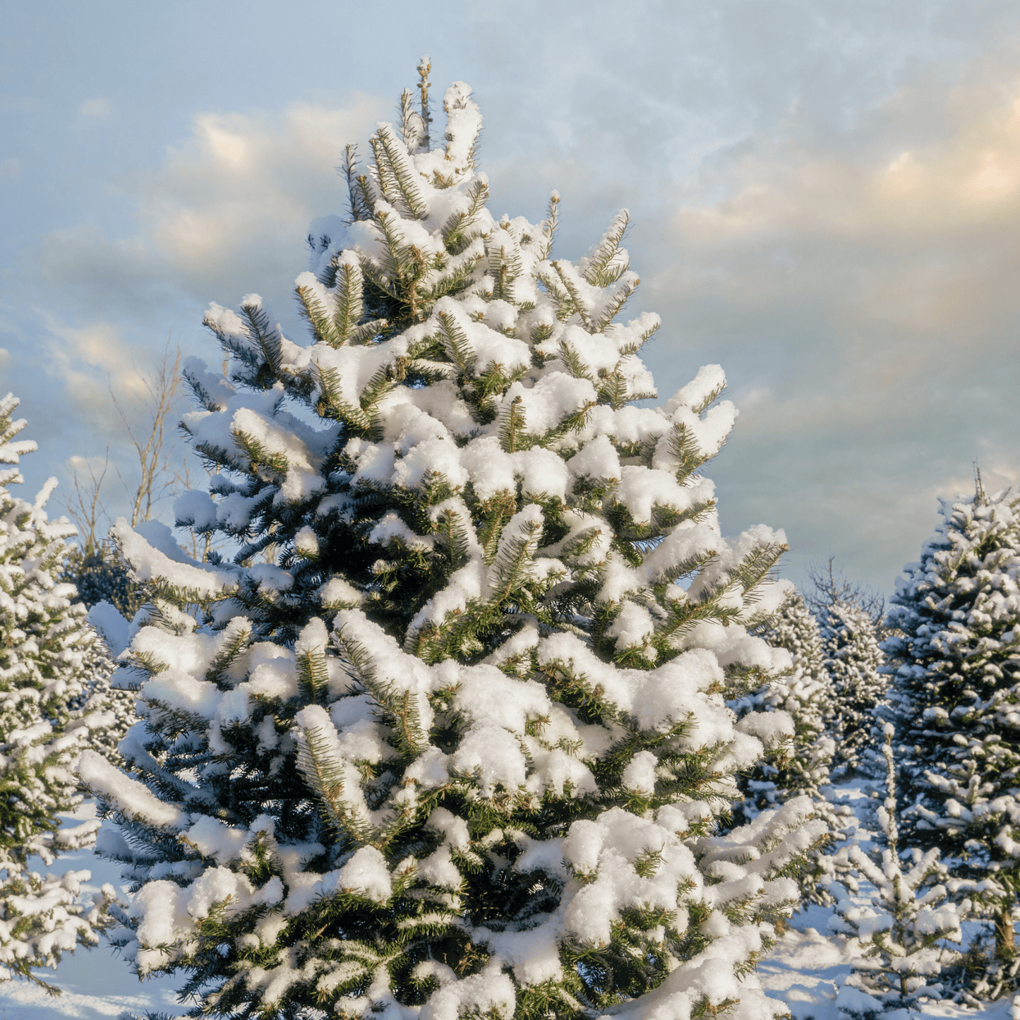 Snow-covered BALSAM FIR tree against a cloudy sky
